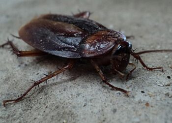 cockroach, beetle, pest