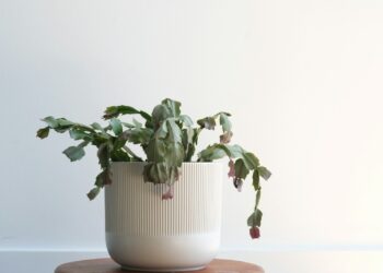 green plant on white ceramic pot
