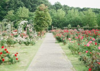 pink and red rose field