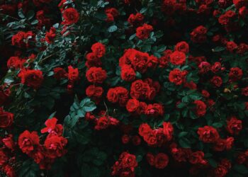 bed of red roses in bloom