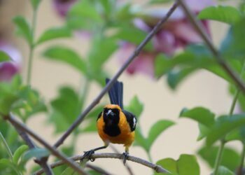 yellow and black bird on brown metal fence during daytime