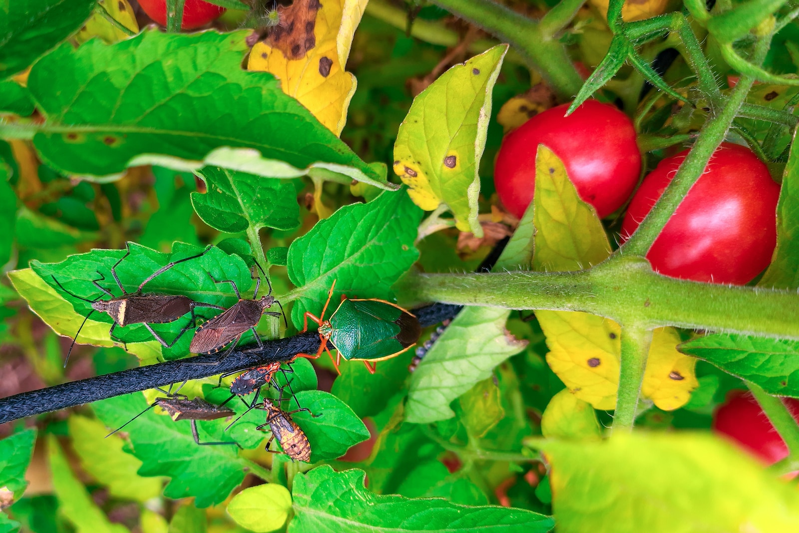 a close up of a bug on a plant