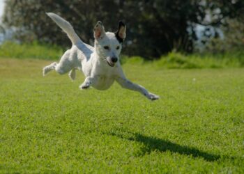dog jumping on lawn during daytime