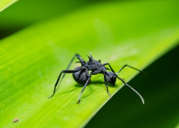 a close up of a black insect on a green leaf