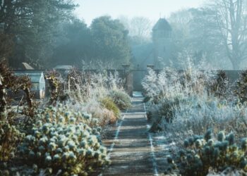 white flowers on gray concrete road