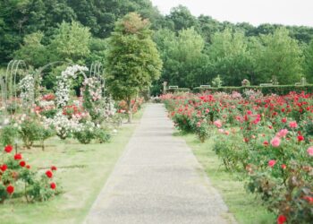 pink and red rose field