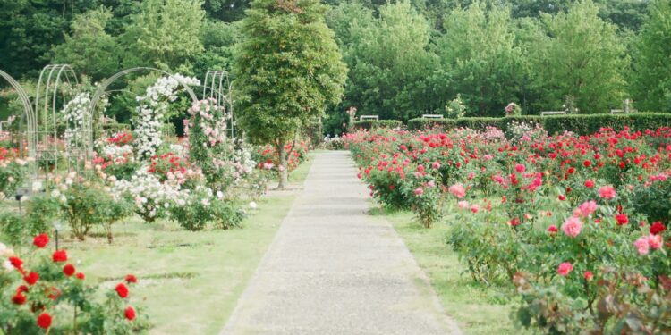 pink and red rose field